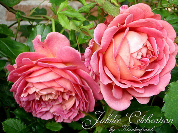 Jubilee Celebration - Achizitii trandafiri 2014