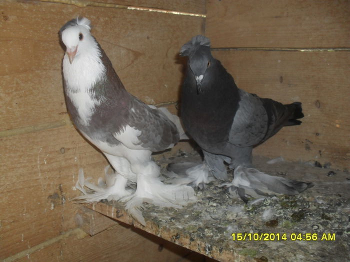 Picture 261 - urias si incaltati cu mot