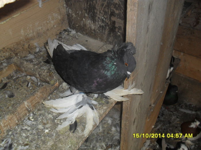 Picture 265 - urias si incaltati cu mot