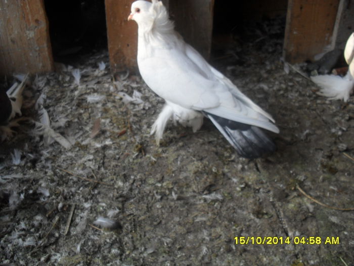 Picture 269 - urias si incaltati cu mot