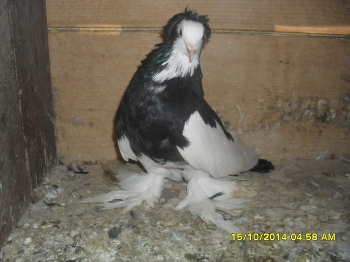 Picture 270 - urias si incaltati cu mot