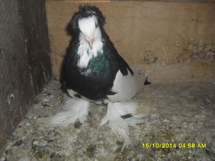 Picture 271 - urias si incaltati cu mot