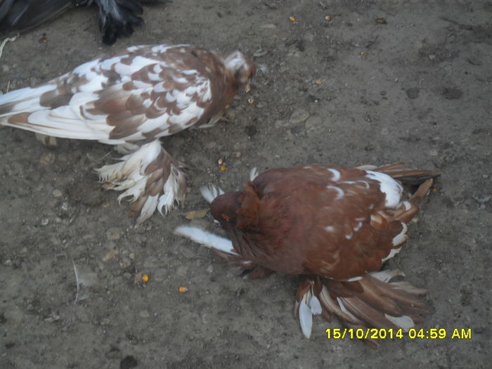 Picture 272 - urias si incaltati cu mot