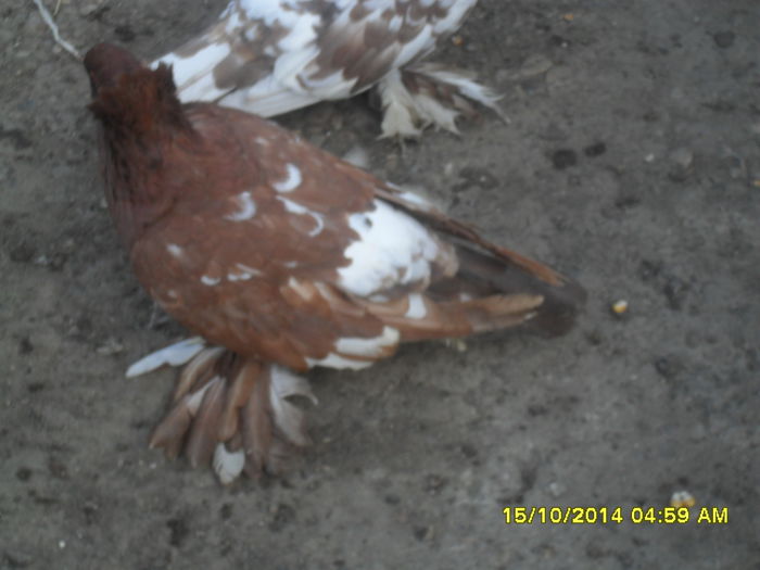 Picture 273 - urias si incaltati cu mot