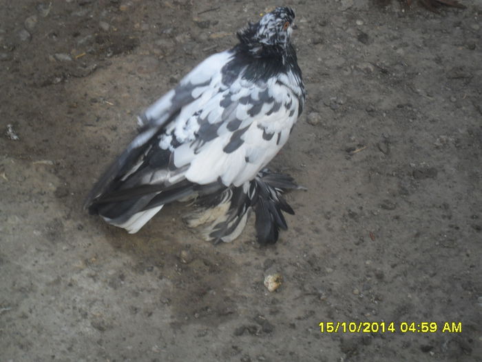 Picture 274 - urias si incaltati cu mot