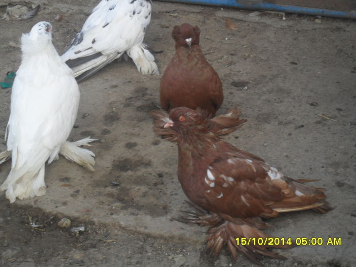 Picture 275 - urias si incaltati cu mot