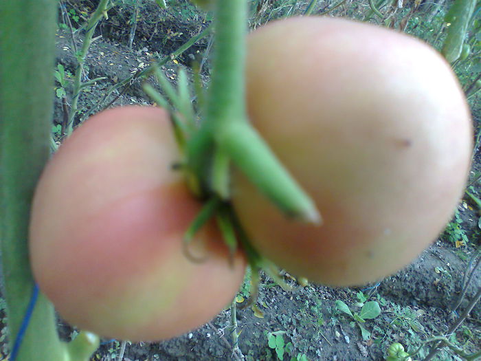PEACH BLOW SUTON-3278; PEACH BLOW SUTON
