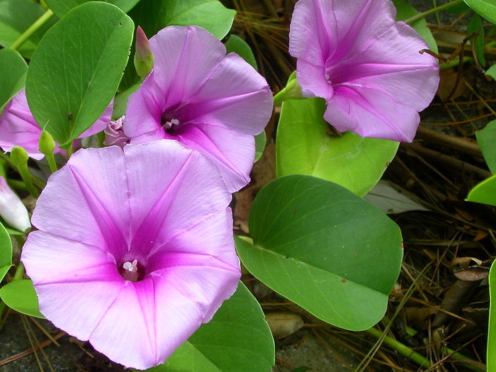 Ipomoea pes-caprae - ao-alte seminte rare