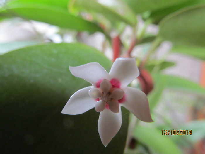 h.australis subs.oramicola - HOYA-2014