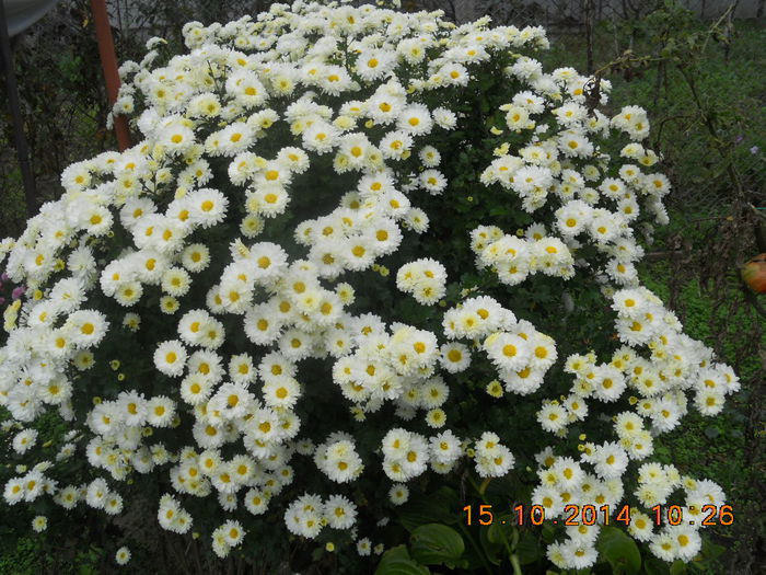 DSCN3531