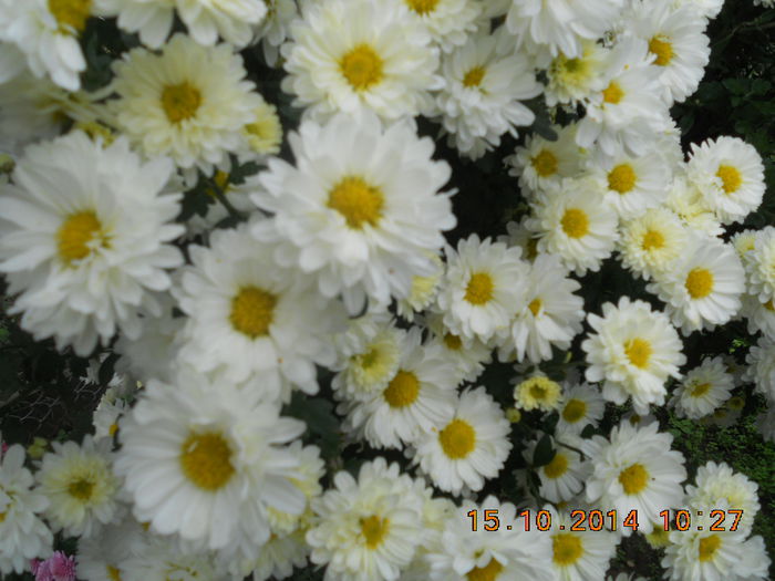 DSCN3533 - crizanteme si tufanici