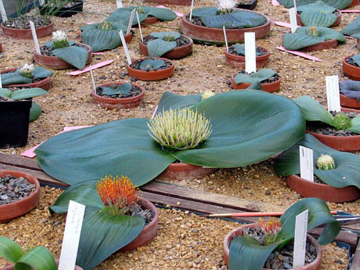 Massonia depressa - ao-alte seminte rare