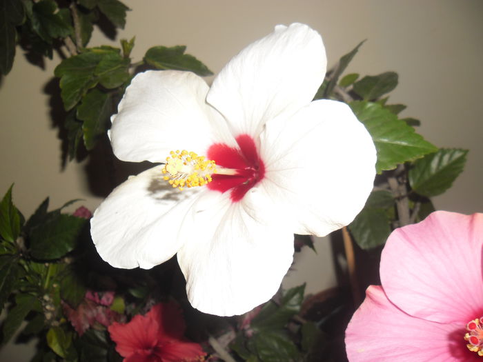 023 - Hibiscus 2014-1