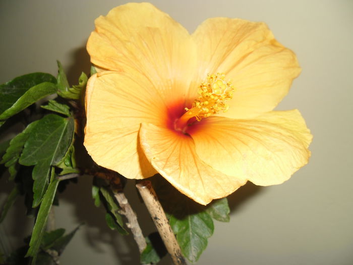 042 - Hibiscus 2014-1