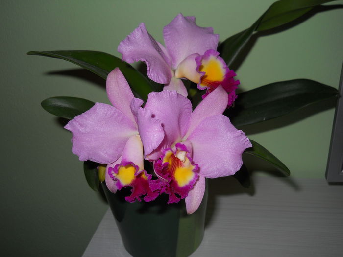 DSCN4754_001 - cattleya