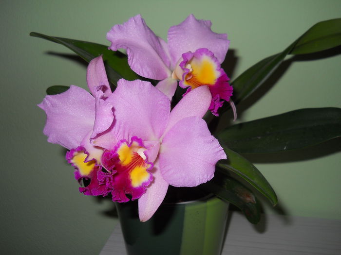 DSCN4757_004 - cattleya