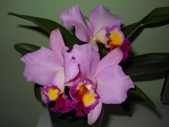 DSCN4759_006 - cattleya