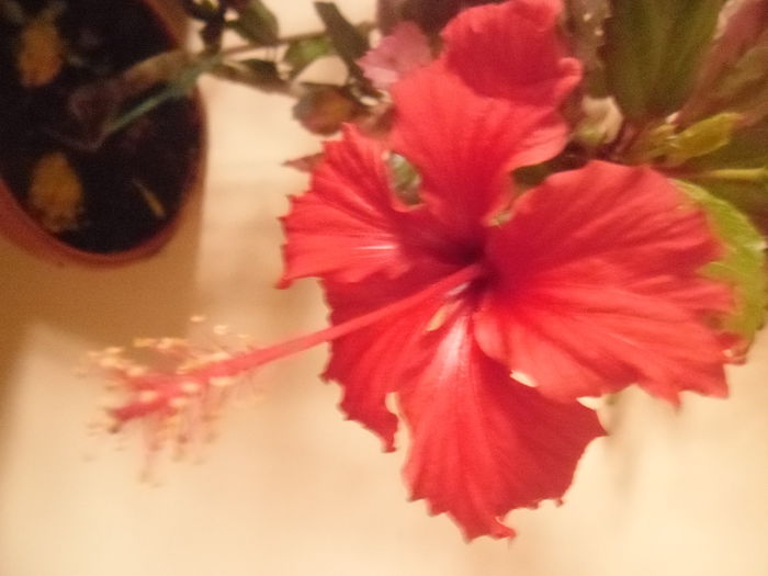 214 - Hibiscus 2014-1