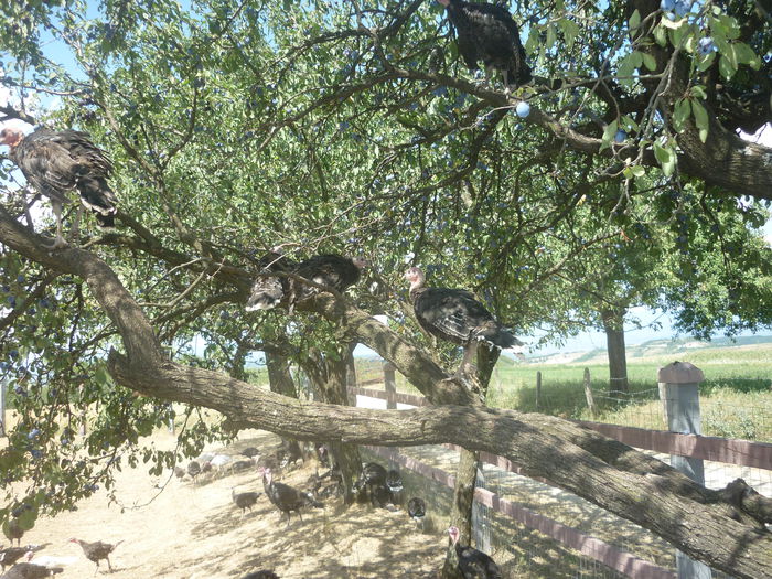P1190016; Placerea lor,cataratul in copaci
