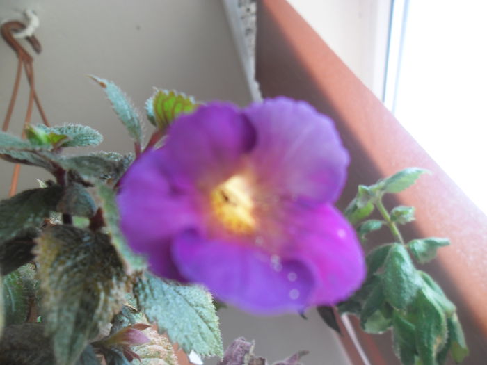 124 - Achimenes