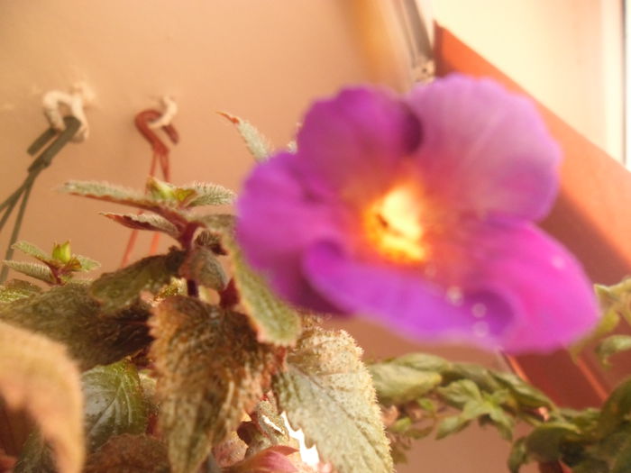128 - Achimenes