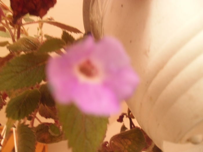 129 - Achimenes