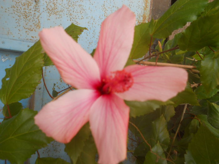 hibi alb-16 octombrie - Flori apartament