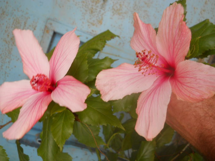 Hibi alb,culori de toamna.... - Flori apartament