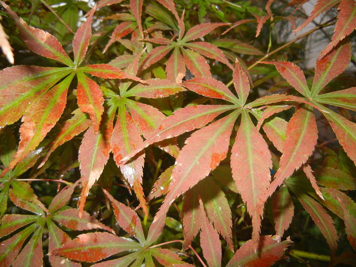 Acer palmatum Bloodgood (2014, Sep.26) - Acer palmatum Bloodgood