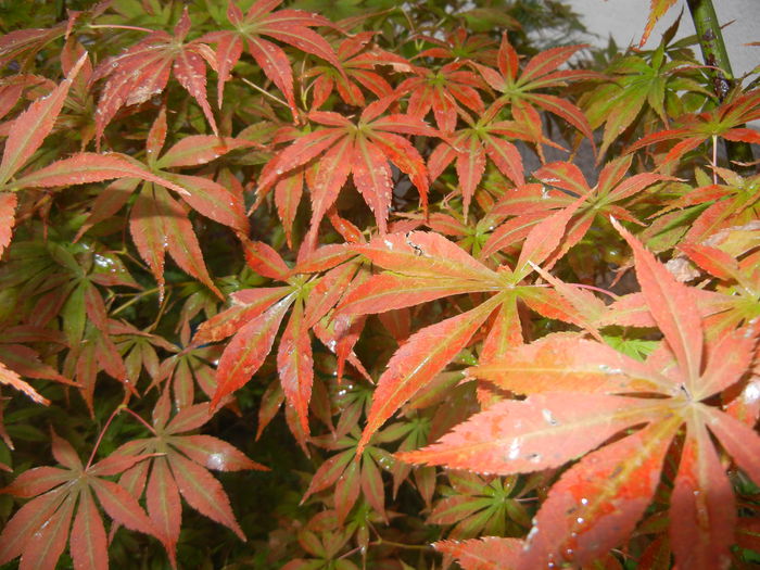 Acer palmatum Bloodgood (2014, Sep.26) - Acer palmatum Bloodgood