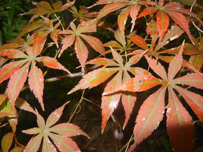 Acer palmatum Bloodgood (2014, Sep.26) - Acer palmatum Bloodgood