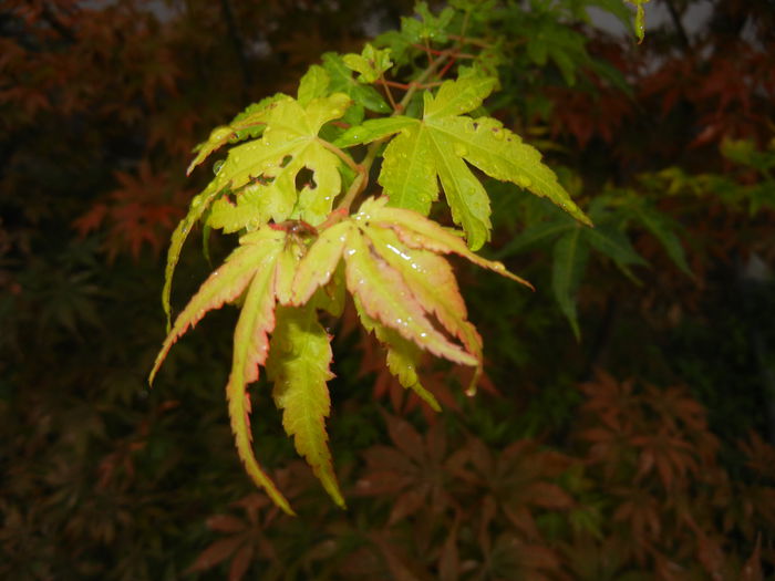 Acer palmatum Katsura (2014, Sep.26) - Acer palmatum Katsura