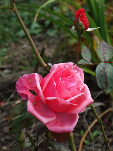 DSC00038