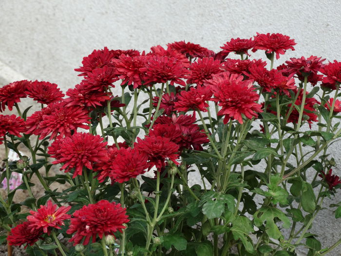 DSC00042