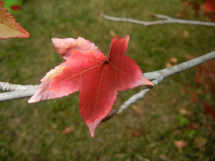 Liquidambar styraciflua (2014, Oct.02)