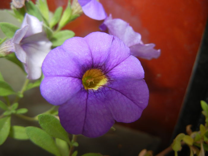 Calibrachoa Blue (2014, Oct.09)