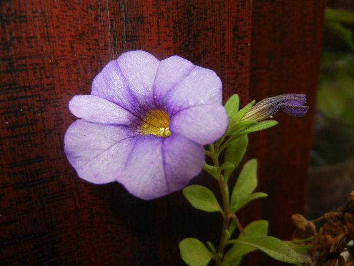 Calibrachoa Blue (2014, Oct.09)