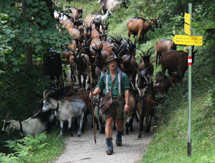 Capre in Bavaria - Rase de oi si capre-Poze deosebite 2