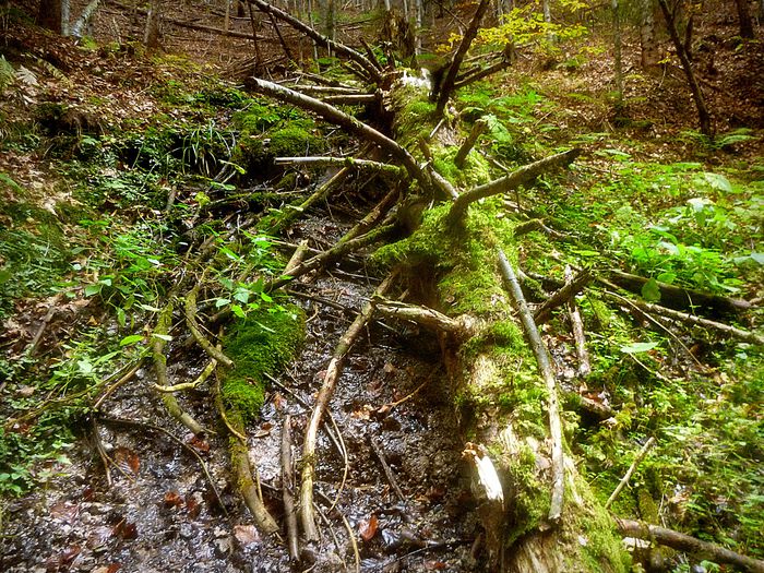 vana de apa; munte padure
