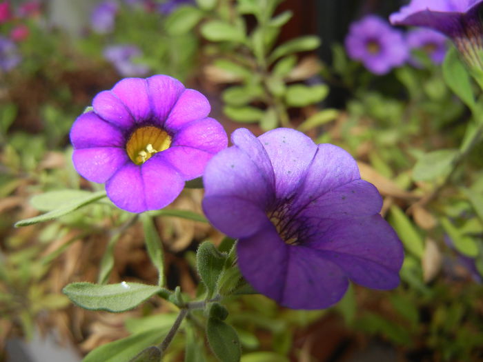 Calibrachoa Blue (2014, Oct.09)