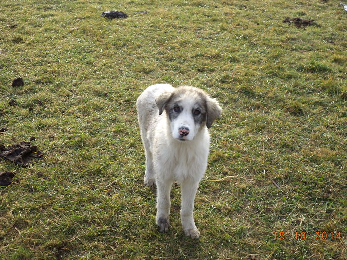 Alt pui de Carpatin-4