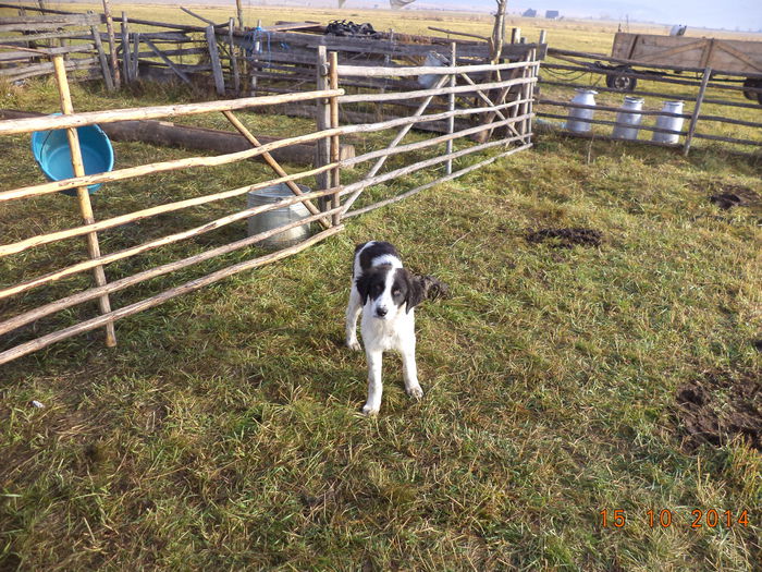 Carpatinul lui Pascu-6