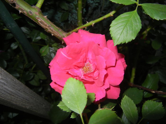 Rose Blaze (2014, May 26)