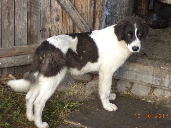 Carpatinul mai marisor