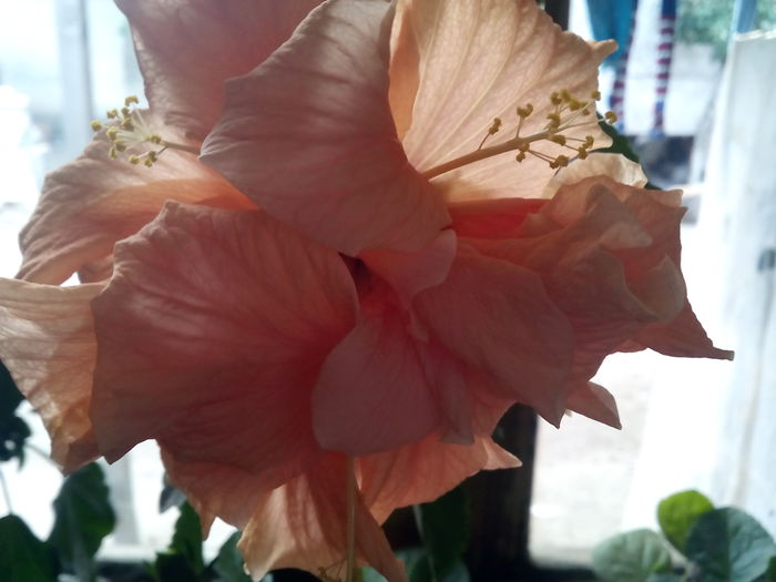 IMG_20141015_173301 - hibiscus