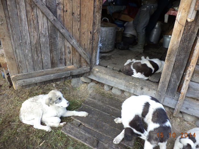 Cateii asteapta ceva mai bun-5