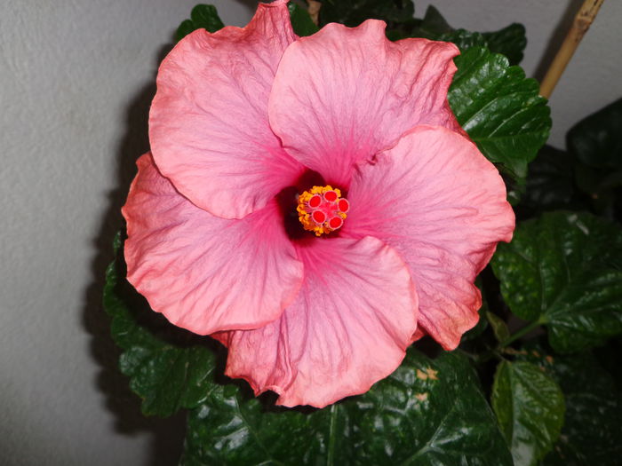 007 - HIBISCUS SEA GRAPE