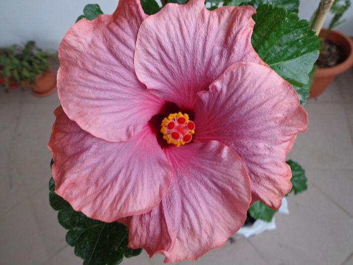 011 - HIBISCUS SEA GRAPE