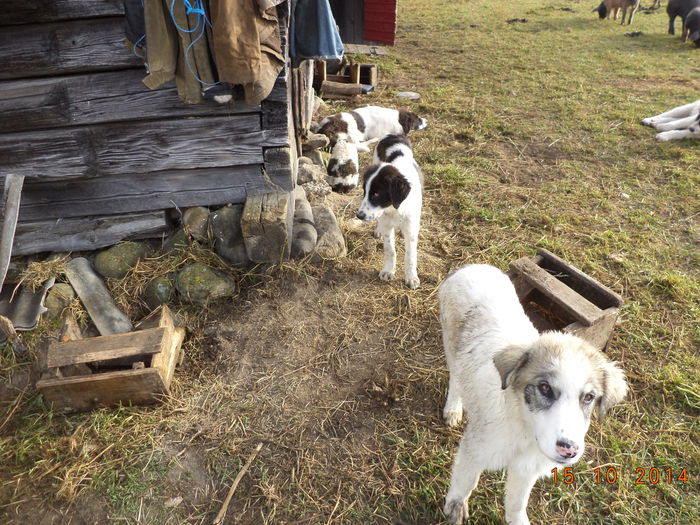 Cateii pe langa stana-95 - La Stana in Arinis sa ne vedem caprele noastre