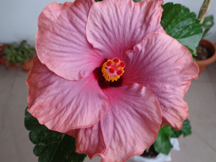 012 - HIBISCUS SEA GRAPE